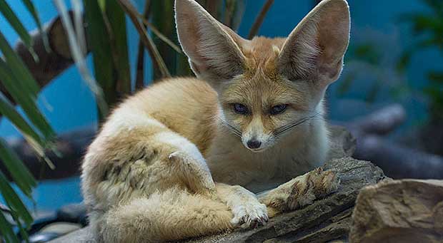 Credit: Julie Larsen Maher/Wildlife Conservation Society