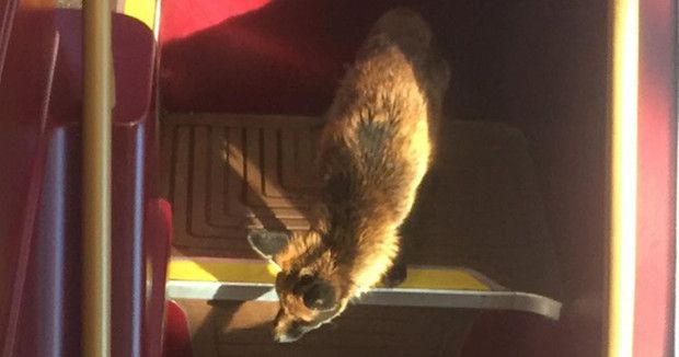 Fox Unexpectedly Joins Rush Hour Commuters, Takes The Bus