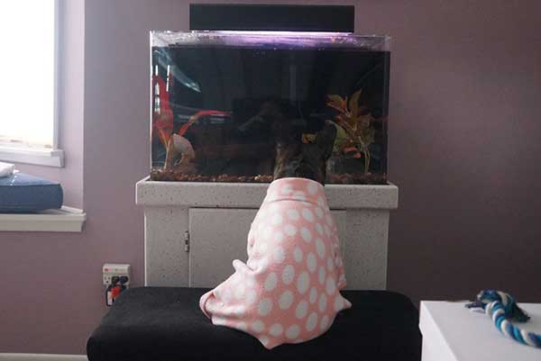 Source: Reddit/Emikeii