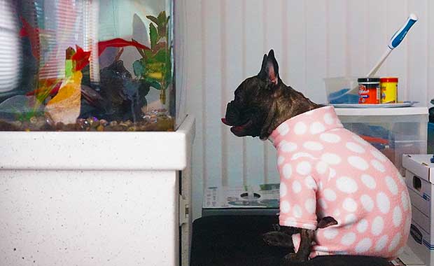 Frenchie in Pink PJs Captivated by Fish Tank for Entire Weekend