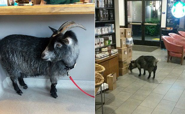 Curious Goat Breaks Free and Goes on a Starbucks Run