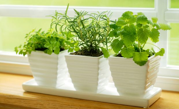 Source: Bonnieplants.com