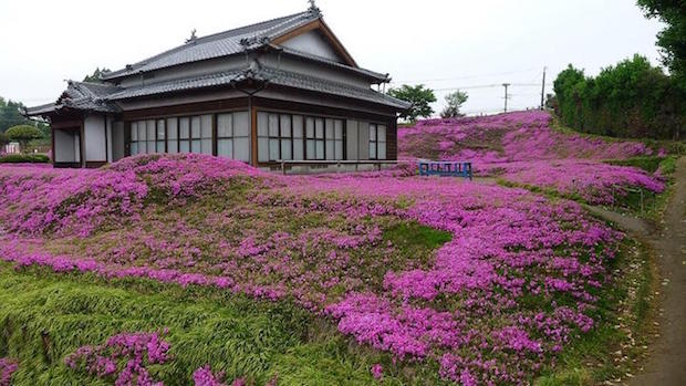 husband plants flowers for blind wife