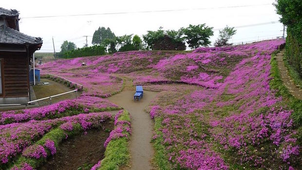 husband plants flowers for blind wife