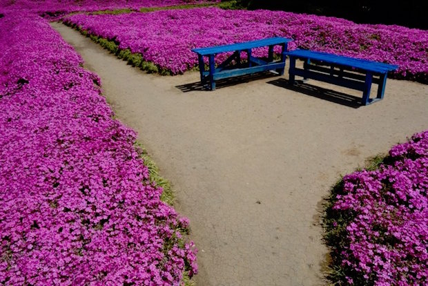 husband plants flowers for blind wife