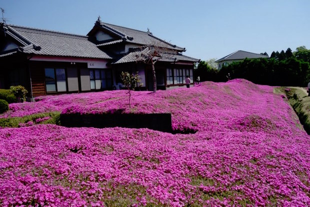 husband plants flowers for blind wife