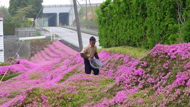 husband plants flowers for blind wife