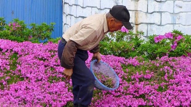 husband plants flowers for blind wife