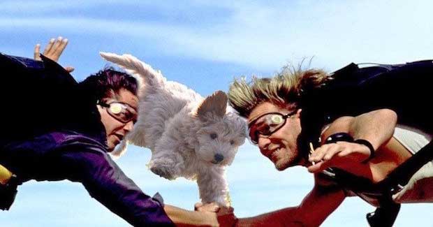 Flying Labradoodle Goes on a Big Photoshop Battle Adventure