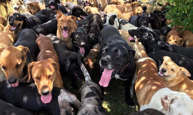 Heaven Is Real Inside This Costa Rican Dog Sanctuary