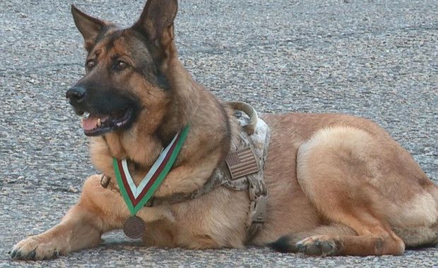 Three-Legged U.S. Military Dog Awarded With Top Honor for Valor