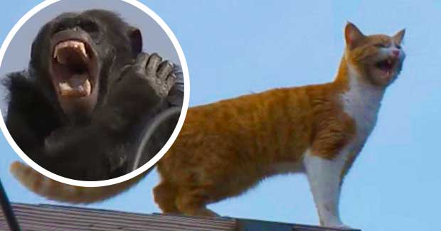 Cat, Chimp Getting Stuck on Electrical Lines Captivates Internet