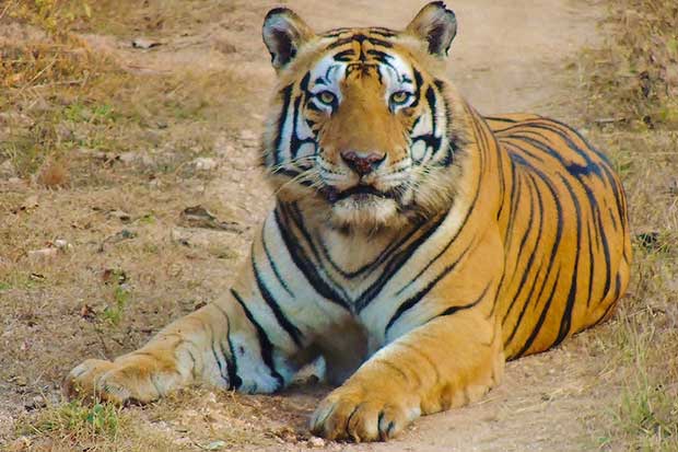 Source: Flickr/Smithsonian's National Zoo