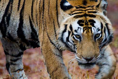 Source: FlickRiver.com/shivanayak