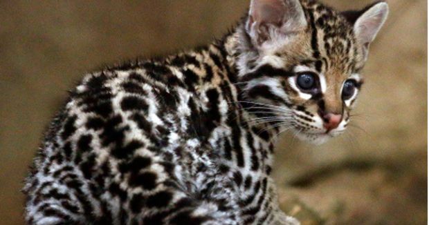 Artificial Insemination Is Key to Ocelot Conservation