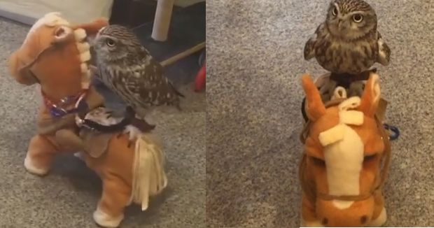 This Owl Riding a Toy Horse Will Make Your Day