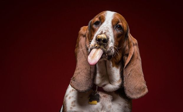 Photographer Captures Dogs Trying to Lick Peanut Butter Off Their Faces