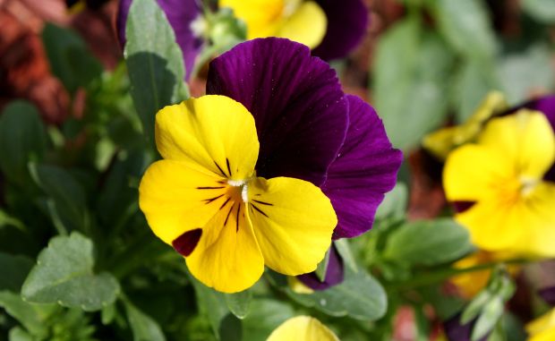 The Best Edible Flowers for Your Next Dish