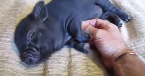 Baby Pig Getting Belly Rub Will Make Your Day