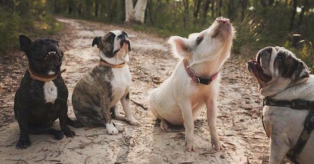 Adorable Pig Bonds With Dogs and Thinks She’s One of Them