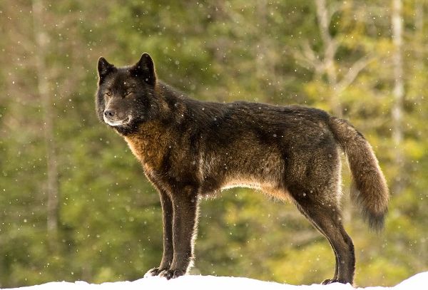 Source: National Geographic/Nick Jans