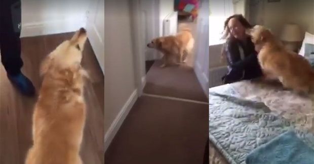 Watching How Happy This Dog Is When He Finds His Owner Will Make Your Day