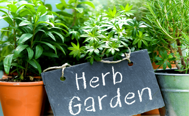 The Secret to Growing Herbs in Your Apartment