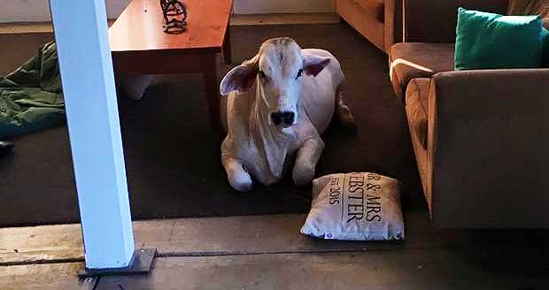 Cow Breaks Into Family’s Home Because the Living Room Rug Is Much More Comfortable
