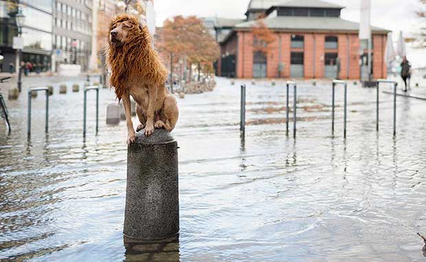 Homeless Dog Found Digging Through Garbage Gets Ferocious, Regal Lion Makeover