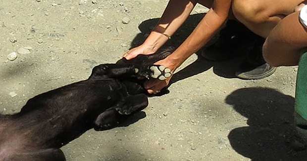 Abandoned Dog Collapses, Cries When She Realizes She’s Being Rescued