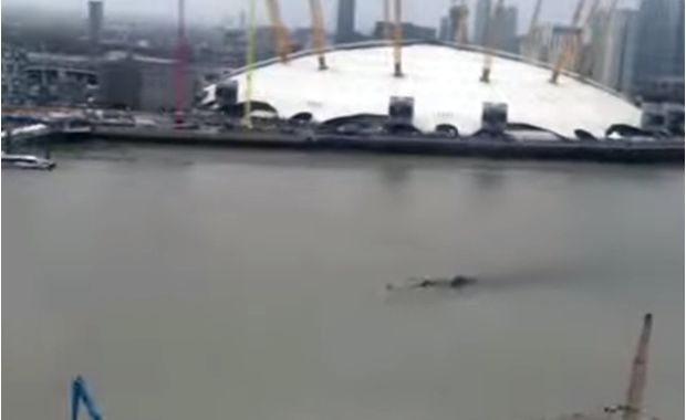 Footage Shows Mysterious Creature Swimming in Thames River