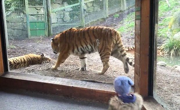 Tiger Wakes Up Tiger Friend from Nap, Gets What He Deserves
