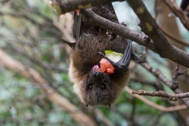 Source: Julie Larsen Maher WCS