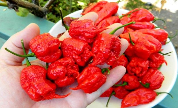 Source: theextremehorticulturist.wordpress.com