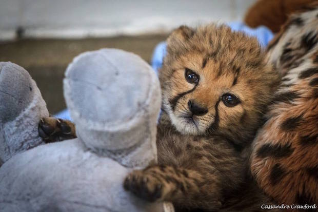 Source: Facebook Cincinnati Zoo & Botanical Garden