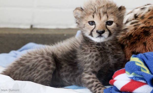 Orphan Cheetah Cub Finds New Family With Cubs at Cincinnati Zoo