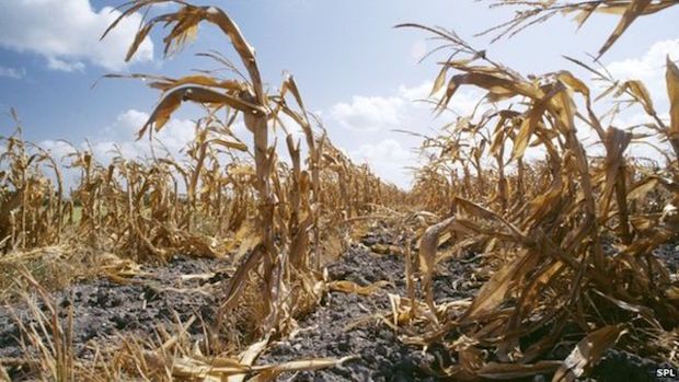 New Report Details How Climate Change Could Affect How Americans Eat