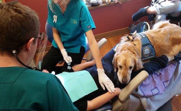 Dentist Hires Adorable Comfort Dog To Help Patients During Their Visits