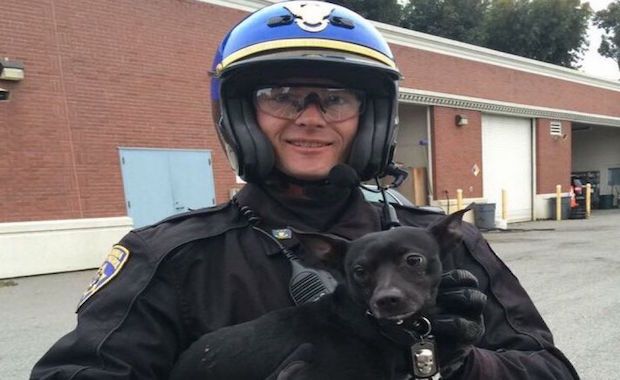 A Tiny Chihuahua Shut Down Traffic Across The Bay Bridge