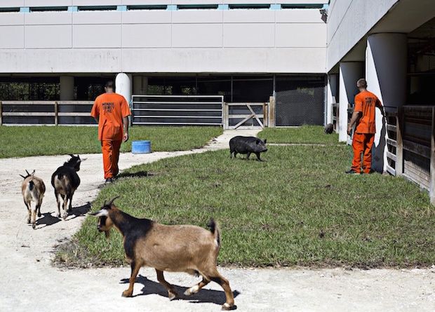 jailzoo3