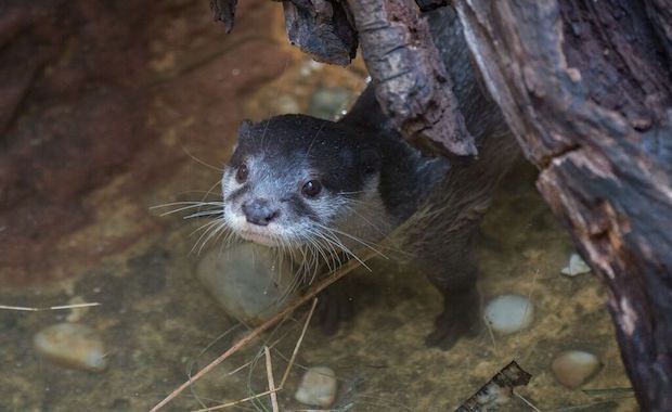 New Otter Pup Makes Debut at the Bronx Zoo