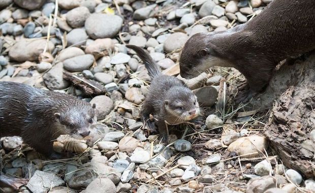 Source: Julie Larsen Maher WCS