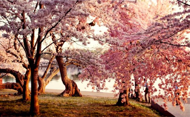Surprising Places You Can See Cherry Blossoms This Spring