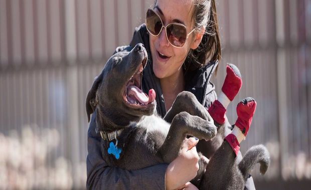 Adorable Puppy Born Without Back Paws Gets New Booties to Help Him Walk