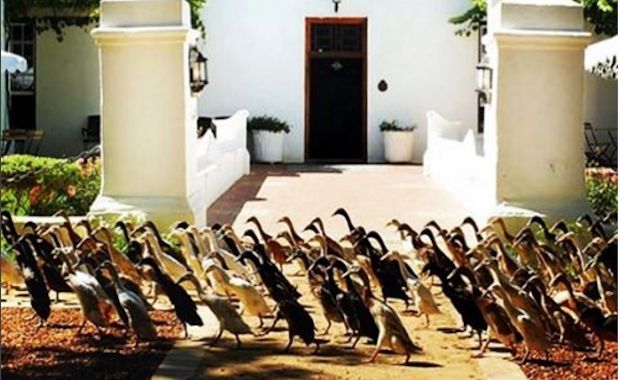 Watch 900 Ducks Eagerly Flock to Work on a Vineyard