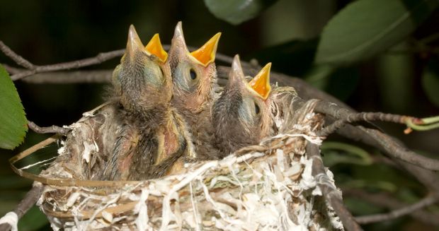 When to Help a Baby Bird That’s Fallen From Its Nest