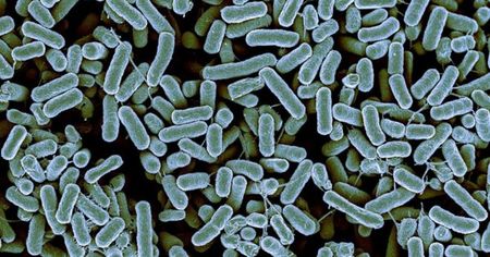 The End of the Line: First U.S. Person Found to Be Resistant to Antibiotics