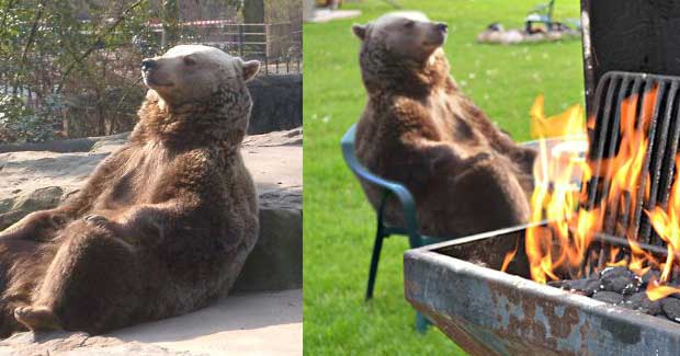 Relaxing Bear Inspires Epic Photoshop Battle