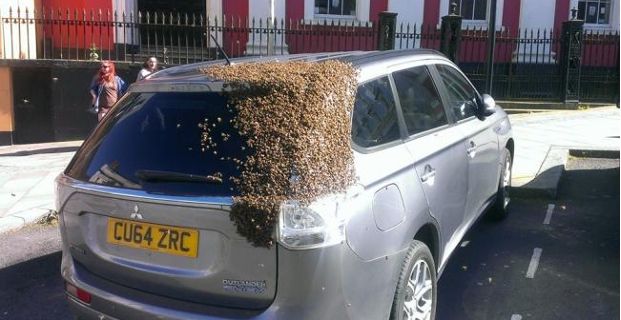 20,000 Bees Swarmed a Car for 48 Hours After the Queen Got Stuck Inside