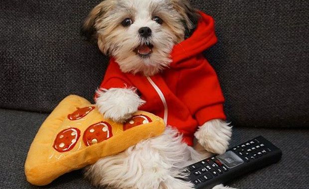 Super Adorable Dog Picks Pizza Over ‘Best Friend’